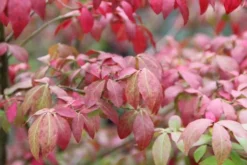 Kardinaalshoed (Euonymus Alatus 'Compactus') -Exporteren Groei Planten Winkel euonymus alatus compactus 3