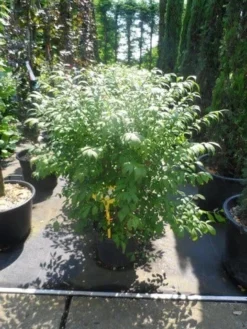 Kardinaalshoed (Euonymus Alatus 'Compactus') -Exporteren Groei Planten Winkel euonymus alatus compactus 80 100 c18