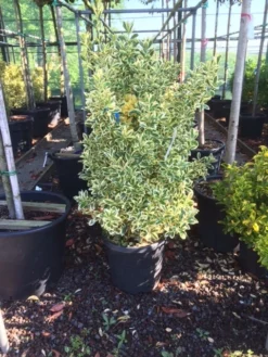 Kardinaalshoed (Euonymus Japonicus 'Bravo') -Exporteren Groei Planten Winkel euonymus japonica bravo 80100