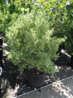 Kardinaalsmuts (Euonymus Japonicus 'Albomarginatus') -Exporteren Groei Planten Winkel euonymus japonicus albomarginatus 100 125 c50