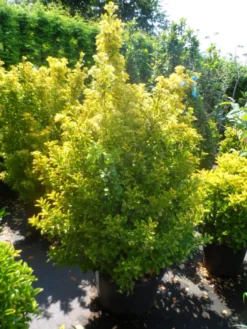 Kardinaalshoed Als Meeneemhaag (Euonymus Japonicus 'Aureus) -Exporteren Groei Planten Winkel euonymus japonicus aureus 150 175 1
