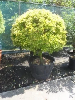 Kardinaalshoed Op Stam (Euonymus Japonicus 'Aureus') -Exporteren Groei Planten Winkel euonymus japonicus aureus 60stam c240