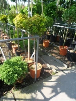 Kardinaalshoed Op Stam (Euonymus Japonicus 'Aureus') -Exporteren Groei Planten Winkel euonymus japonicus aureus 80stam c20