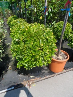 Kardinaalshoed Als Meeneemhaag (Euonymus Japonicus 'Aureus) -Exporteren Groei Planten Winkel euonymus japonicus aureus bol 40 50 60 1
