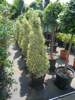 Kardinaalshoed Als Pyramide (Euonymus Japonicus 'Bravo') -Exporteren Groei Planten Winkel euonymus japonicus bravo 100 120 140 c25 kegel