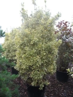 Kardinaalshoed (Euonymus Japonicus 'Bravo') -Exporteren Groei Planten Winkel euonymus japonicus bravo 200 250 c150