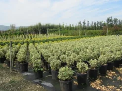 Kardinaalshoed Als Bol (Euonymus Japonicus 'Bravo') 6 Kardinaalshoed Als Bol (Euonymus Japonicus 'Bravo') -Exporteren Groei Planten Winkel euonymus japonicus bravo 2 1