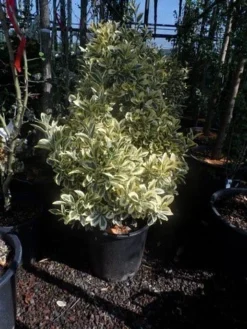 Kardinaalshoed (Euonymus Japonicus 'Bravo') -Exporteren Groei Planten Winkel euonymus japonicus bravo 60 80 c25