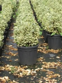 Kardinaalshoed Als Bol (Euonymus Japonicus 'Bravo') 7 Kardinaalshoed Als Bol (Euonymus Japonicus 'Bravo') -Exporteren Groei Planten Winkel euonymus japonicus bravo 1