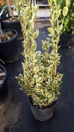 Kardinaalshoed (Euonymus Japonicus 'Bravo') -Exporteren Groei Planten Winkel euonymus wit