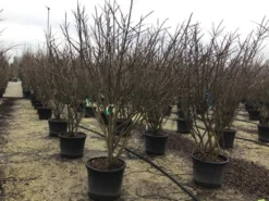 Meerstammige Kardinaalshoed (Euonymus Alatus) -Exporteren Groei Planten Winkel euonymusalatusmeerstam