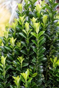 Kardinaalshoed (Euonymus Japonicus 'Green Spire')