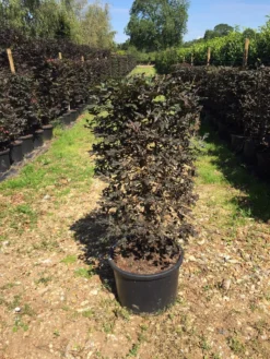 Rode Beukenhaag Als Haagelement (Fagus Sylvatica 'Atropunicea') 34 Rode Beukenhaag Als Haagelement (Fagus Sylvatica 'Atropunicea') -Exporteren Groei Planten Winkel fagus syl. atropunicea 100x45x45cm pot 1