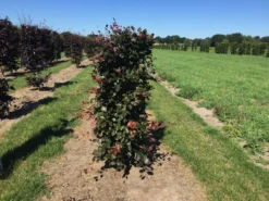 Rode Beukenhaag Als Haagelement (Fagus Sylvatica 'Atropunicea') 29 Rode Beukenhaag Als Haagelement (Fagus Sylvatica 'Atropunicea') -Exporteren Groei Planten Winkel fagus syl. atropunicea 125 x 50 x 50 cm drkl haagelement 1