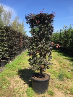 Rode Beukenhaag Als Haagelement (Fagus Sylvatica 'Atropunicea') 35 Rode Beukenhaag Als Haagelement (Fagus Sylvatica 'Atropunicea') -Exporteren Groei Planten Winkel fagus syl. atropunicea 125x45x45 pot 1