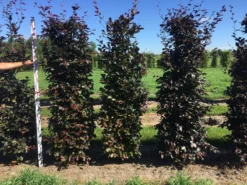 Rode Beukenhaag Als Haagelement (Fagus Sylvatica 'Atropunicea') 32 Rode Beukenhaag Als Haagelement (Fagus Sylvatica 'Atropunicea') -Exporteren Groei Planten Winkel fagus syl. atropunicea 200 x 50 x 50 cm drkl haagelement 1