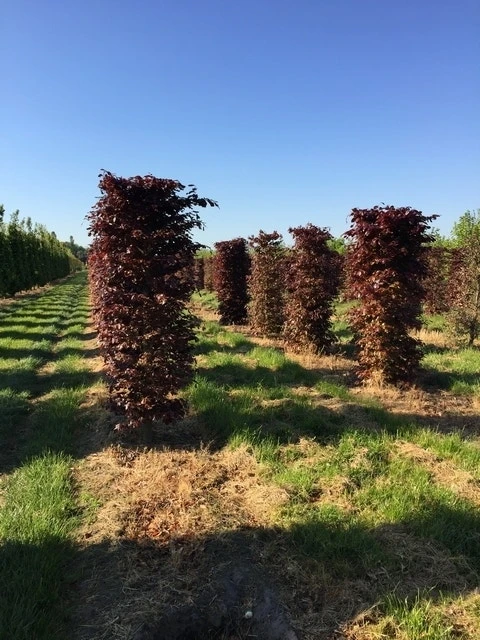 Rode Beukenhaag Als Haagelement (Fagus Sylvatica 'Atropunicea') 1 Rode Beukenhaag Als Haagelement (Fagus Sylvatica 'Atropunicea')