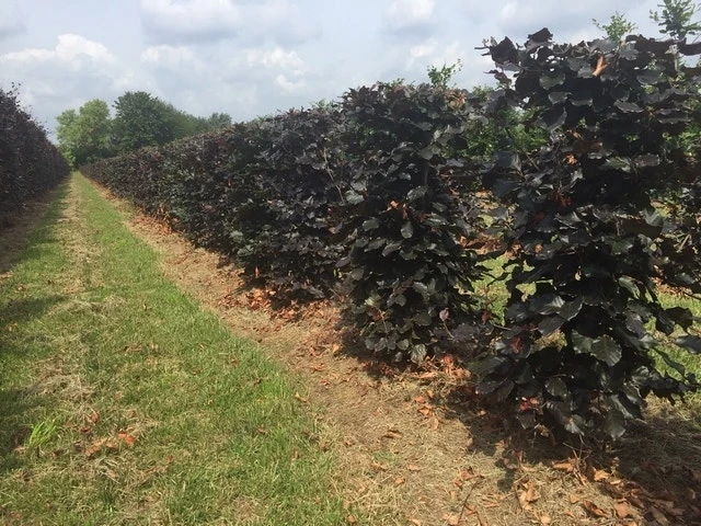 Rode Beukenhaag Als Haagelement (Fagus Sylvatica 'Atropunicea') 4 Rode Beukenhaag Als Haagelement (Fagus Sylvatica 'Atropunicea') - Afbeelding 4