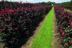 Rode Beukenhaag Als Haagelement (Fagus Sylvatica 'Atropunicea') 22 Rode Beukenhaag Als Haagelement (Fagus Sylvatica 'Atropunicea') -Exporteren Groei Planten Winkel fagus sylv.atropunicea 1