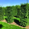 Beukenhaag Als Haagelement (Fagus Sylvatica)