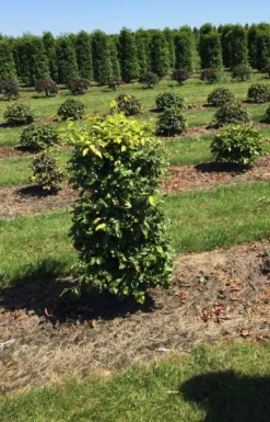 Beukenhaag Als Haagelement (Fagus Sylvatica) -Exporteren Groei Planten Winkel fagus sylvatica 100 x 50 x 50 cm drkl haagelement 1