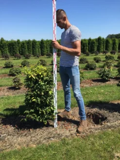 Beukenhaag Als Haagelement (Fagus Sylvatica) -Exporteren Groei Planten Winkel fagus sylvatica 100 x 50 x 50 cm drkl haagelement 2