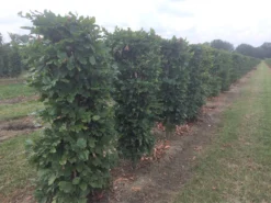Beukenhaag Als Haagelement (Fagus Sylvatica) -Exporteren Groei Planten Winkel fagus sylvatica 120 x 50 x 50 cm drkl haagelement 1
