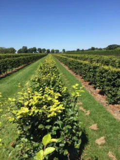 Beukenhaag Als Haagelement (Fagus Sylvatica) -Exporteren Groei Planten Winkel fagus sylvatica 120 x 50 x 50 cm drkl haagelement 1