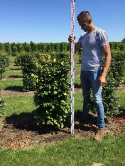 Beukenhaag Als Haagelement (Fagus Sylvatica) -Exporteren Groei Planten Winkel fagus sylvatica 120 x 50 x 50 cm drkl haagelement 2