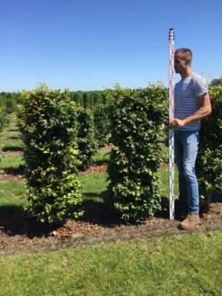 Beukenhaag Als Haagelement (Fagus Sylvatica) -Exporteren Groei Planten Winkel fagus sylvatica 150 x 50 x 50 cm drkl haagelement 2