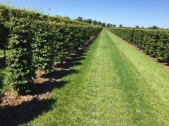 Beukenhaag Als Haagelement (Fagus Sylvatica) -Exporteren Groei Planten Winkel fagus sylvatica 180 x 50 x 50 cm drkl haagelement 1