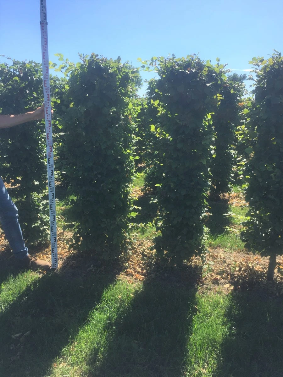 Beukenhaag Als Haagelement (Fagus Sylvatica) - Afbeelding 13