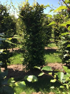 Beukenhaag Als Haagelement (Fagus Sylvatica) -Exporteren Groei Planten Winkel fagus sylvatica 200 x 50 x 50 cm drkl haagelement 1