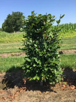 Beukenhaag Als Haagelement (Fagus Sylvatica) -Exporteren Groei Planten Winkel fagus sylvatica 80 x 50 x 50 cm drkl haagelement 1
