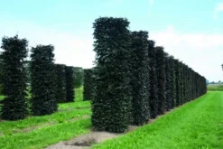 Rode Beukenhaag Als Haagelement (Fagus Sylvatica 'Atropunicea') 23 Rode Beukenhaag Als Haagelement (Fagus Sylvatica 'Atropunicea') -Exporteren Groei Planten Winkel fagus sylvatica atropunicea