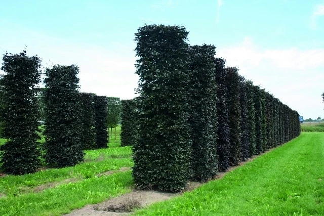 Rode Beukenhaag Als Haagelement (Fagus Sylvatica 'Atropunicea') 6 Rode Beukenhaag Als Haagelement (Fagus Sylvatica 'Atropunicea') - Afbeelding 6