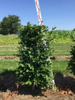 Beukenhaag Als Haagelement (Fagus Sylvatica) -Exporteren Groei Planten Winkel fagus sylvatica h100x50x50 cm 2