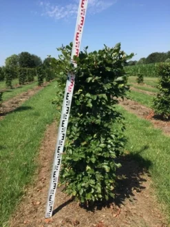 Beukenhaag Als Haagelement (Fagus Sylvatica) -Exporteren Groei Planten Winkel fagus sylvatica h125x50x50 cm 2