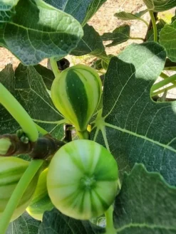 Vijg (Ficus Carica 'Panache') -Exporteren Groei Planten Winkel ficus caira panachee 2