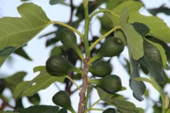 Vijg (Ficus Carica) -Exporteren Groei Planten Winkel ficus carica 2