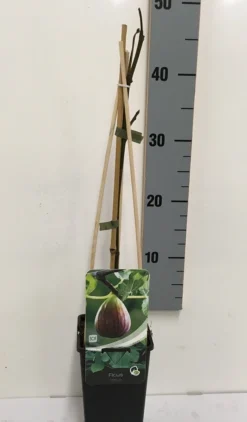Vijg (Ficus Carica) -Exporteren Groei Planten Winkel ficus carica 50 60 c2