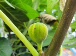 Vijg (Ficus Carica 'Panache') -Exporteren Groei Planten Winkel ficuscaricapanache01