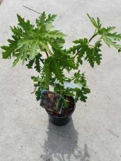 Vijg (Ficus Carica 'Ice Crystal') -Exporteren Groei Planten Winkel ficusicecrystal03