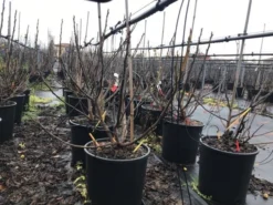 Vijg (Ficus Carica 'Panache') -Exporteren Groei Planten Winkel ficuspanache