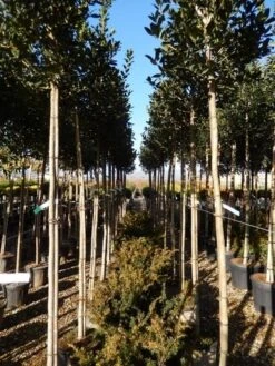 Hulst Als Boom (Ilex 'Nellie R. Stevens') 21 Hulst Als Boom (Ilex 'Nellie R. Stevens') -Exporteren Groei Planten Winkel ilex a. nellie r. stevens 8 10 2