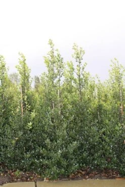 Hulst (Ilex Aquifolium 'Alaska') -Exporteren Groei Planten Winkel ilex a alaska 150 175