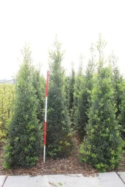 Hulst (Ilex Aquifolium 'Alaska') -Exporteren Groei Planten Winkel ilex a alaska 200 225