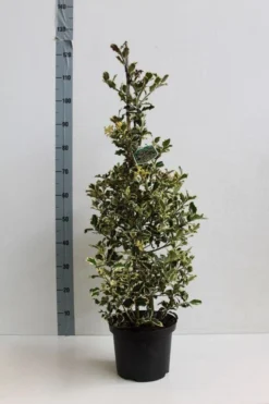 Hulst (Ilex Aquifolium 'Argentea Marginata') 12 Hulst (Ilex Aquifolium 'Argentea Marginata') -Exporteren Groei Planten Winkel ilex a argentea marginata 60 80 co. 5l kopie kopie 1 1