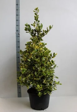 Hulst (Ilex Altaclerensis 'Golden King') -Exporteren Groei Planten Winkel ilex a golden king 100 125 cm co. 25 kopie kopie 1 1