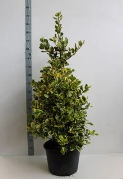 Hulst (Ilex Altaclerensis 'Golden King') -Exporteren Groei Planten Winkel ilex a golden king 100 125 cm co. 25 kopie kopie 1